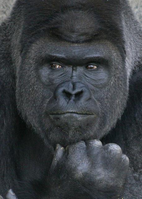 イケメンすぎる東山動物園のゴリラ シャバーニ 実はメス 進撃のサブカルチャー